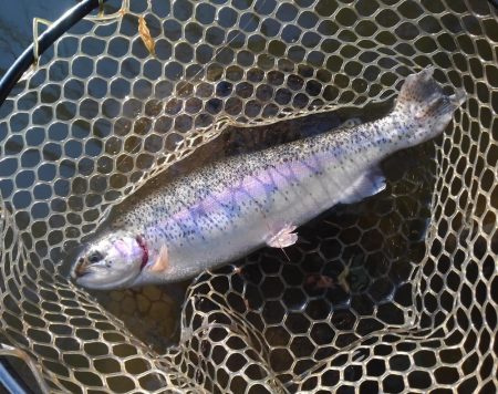 大安トラウトレイク 釣果